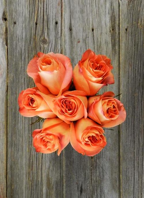 Wholesale Wild Spirit Bi-Color Orange/Yellow Rose Delivered Online ...